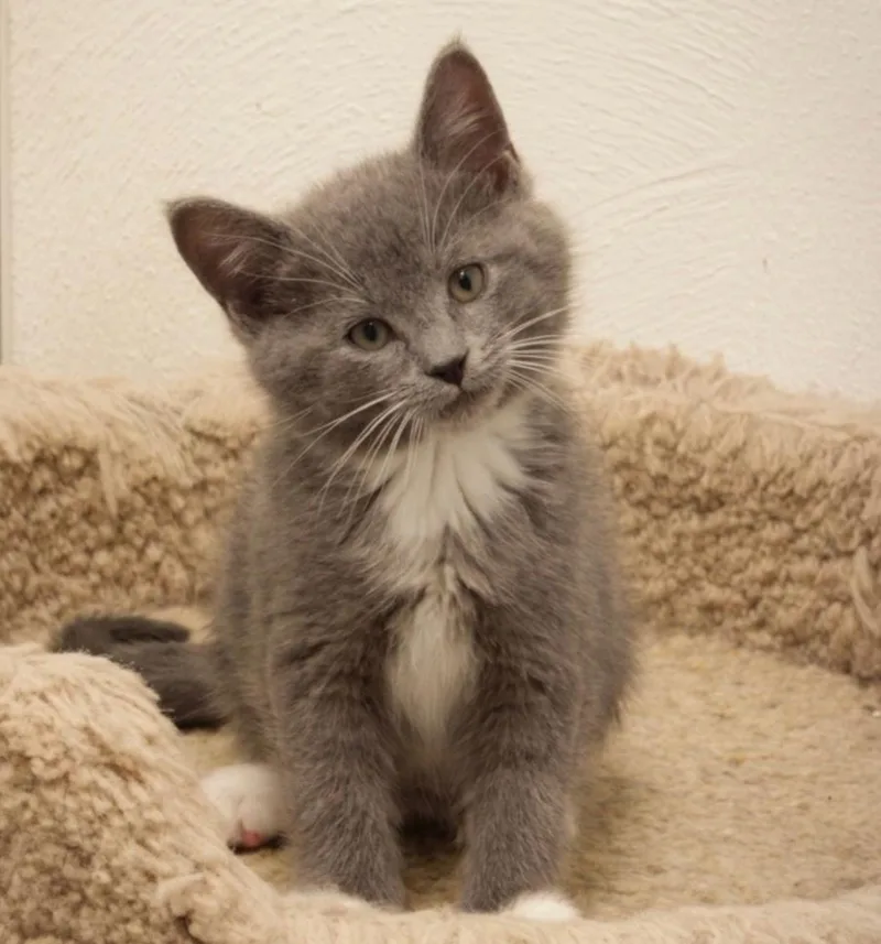 A baby small-sized male Gray & White Domestic Short Hair cat named Galway for adoption in Indiana, PA