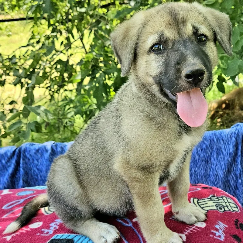 A baby large-sized male Yellow / Tan / Blond / Fawn Shepherd dog named Gandalf for adoption in Pelham, NH