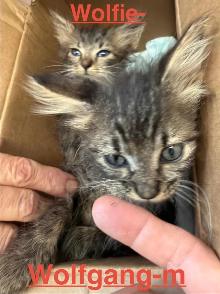 A baby medium-sized male Maine Coon cat named Wolfie for adoption in Brookhaven, MS