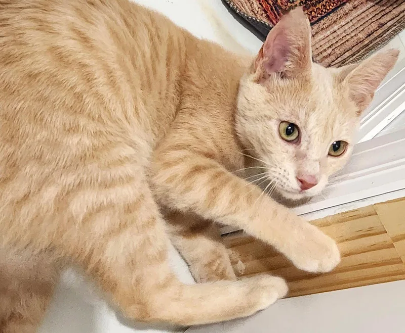 A baby medium-sized male Tabby cat named Dax for adoption in Fort Myers, FL