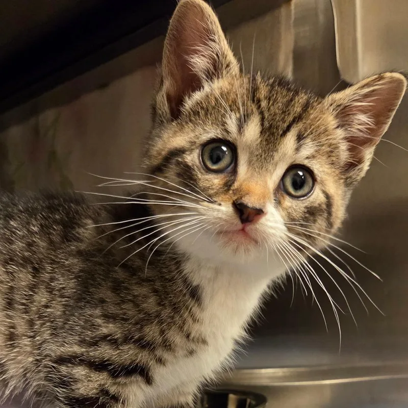 A baby small-sized female Brown / Chocolate Domestic Short Hair cat named Tulip for adoption in Bristol, IN