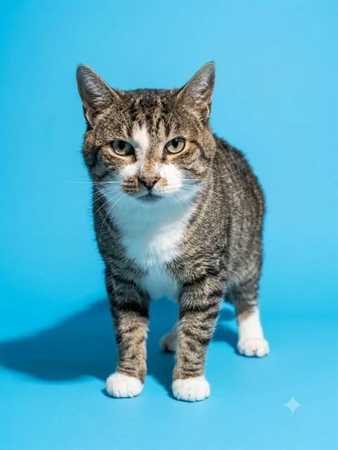 An adult medium-sized male Domestic Short Hair cat named Dalto for adoption in Jacksonville, FL