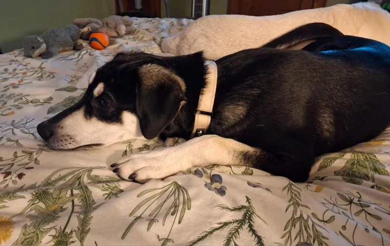 A young medium-sized male Black Labrador Retriever dog named Buddy for adoption in Sadler, TX