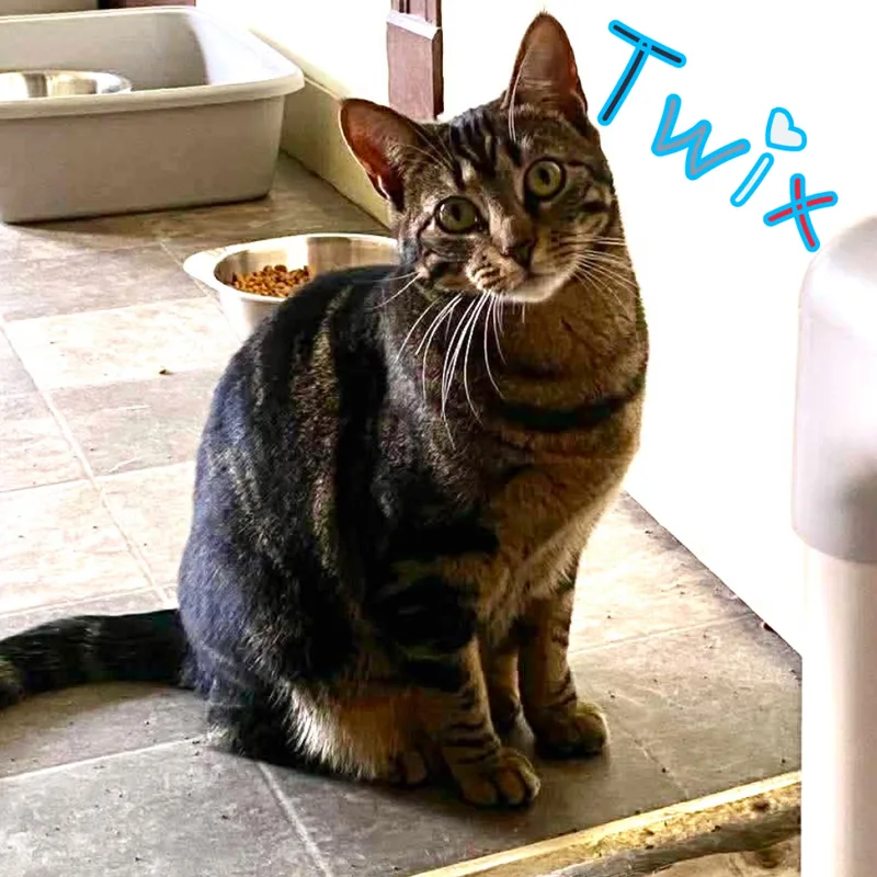 Twix thumbnail 2