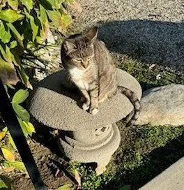 An adult medium-sized female Domestic Short Hair cat named Normy for adoption in Los Angeles, CA