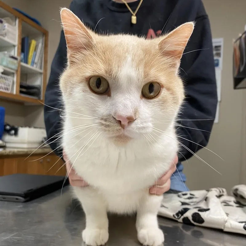 An adult large-sized male Cream / Ivory Domestic Short Hair cat named Paule for adoption in Norfolk, NE