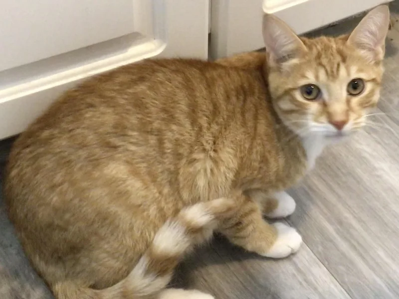A baby large-sized male Orange & White Domestic Short Hair cat named Simit for adoption in Lemoyne, PA