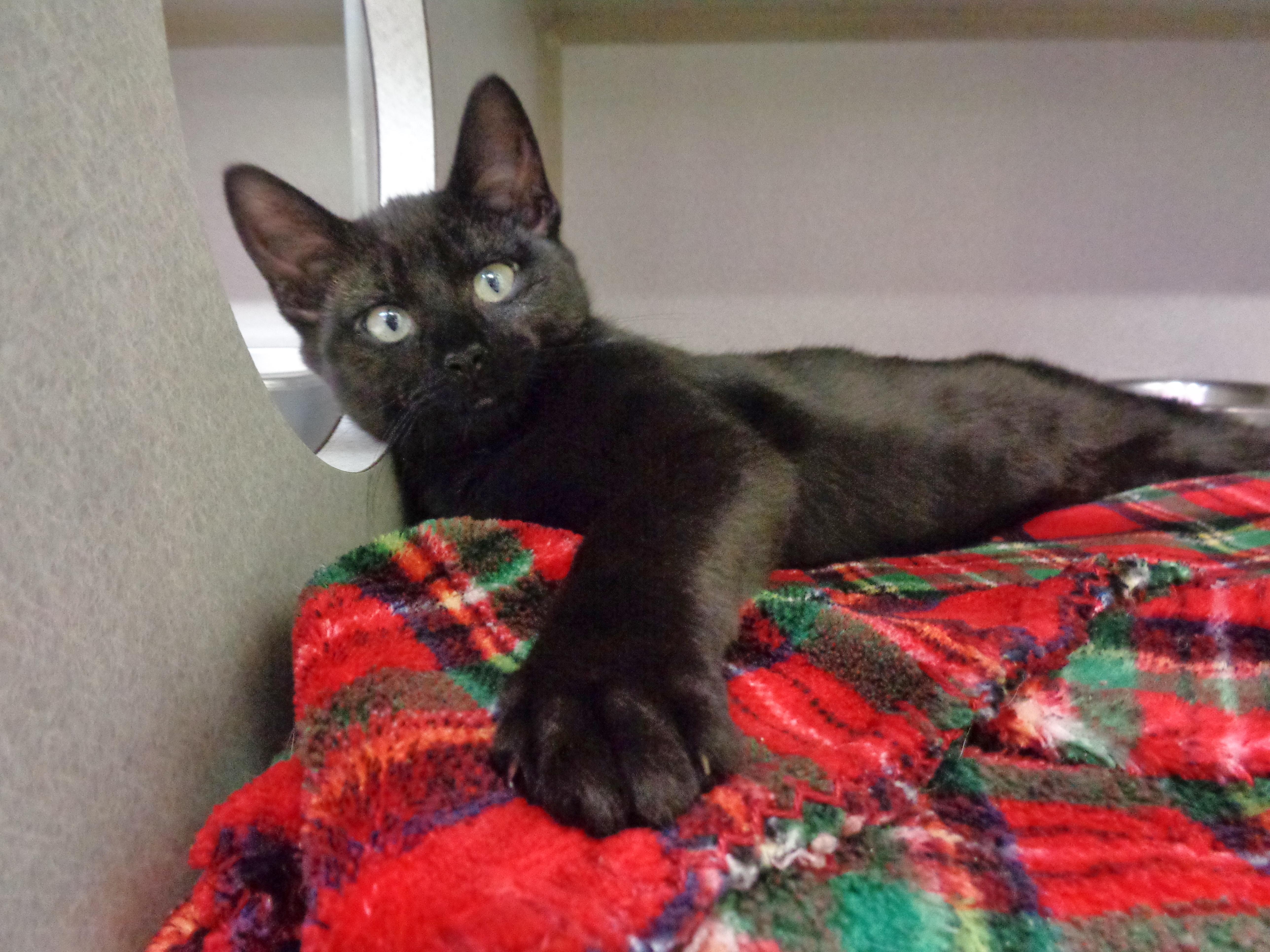 A baby small-sized female Black & White / Tuxedo Domestic Short Hair cat named Satire for adoption in Delhi, NY