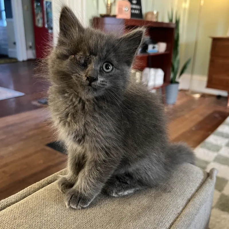 A baby small-sized male Gray / Blue / Silver Domestic Short Hair cat named Pirate for adoption in Naperville, IL