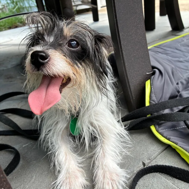 An adult small-sized female White / Cream Terrier dog named Soup for adoption in Northbrook, IL