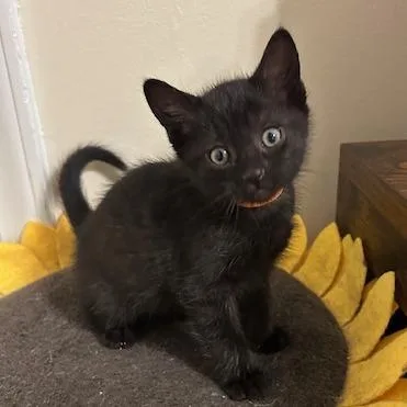 A baby small-sized female Black Domestic Short Hair cat named Whole Pizza for adoption in Lynchburg, VA