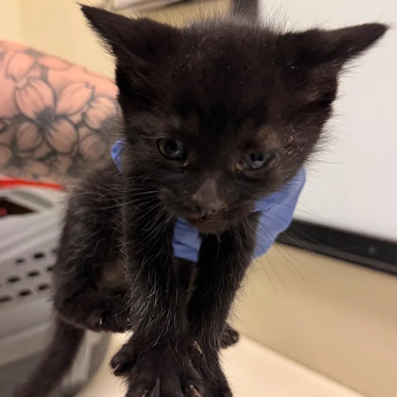 Whole Pizza thumbnail 2