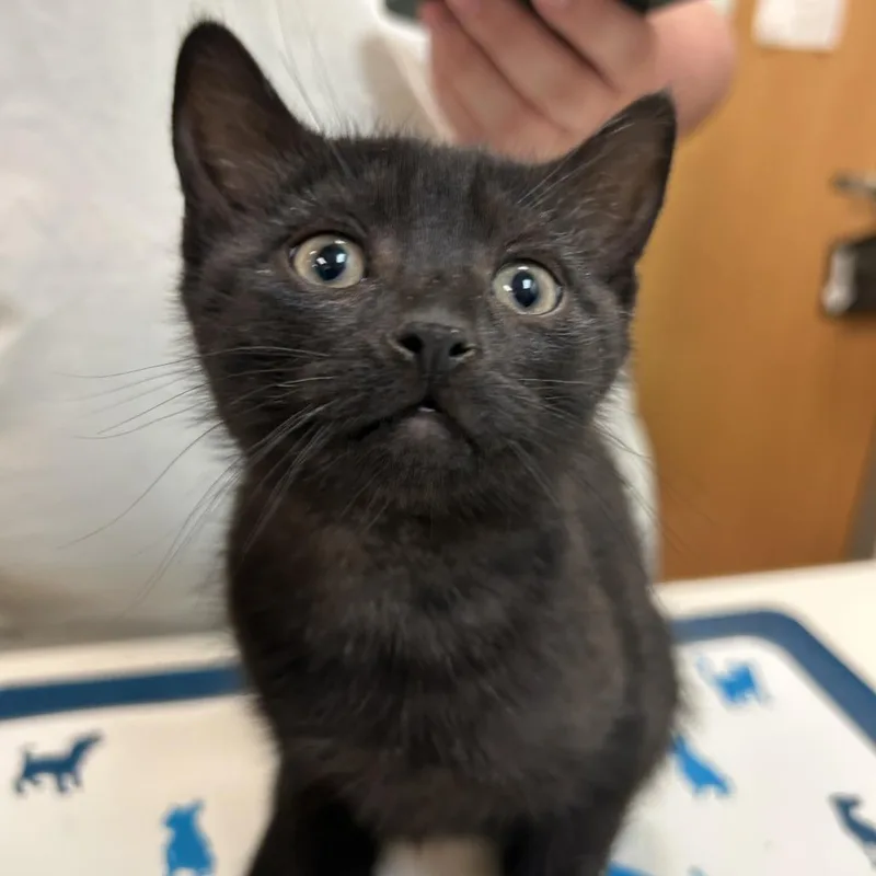 Whole Pizza thumbnail 3