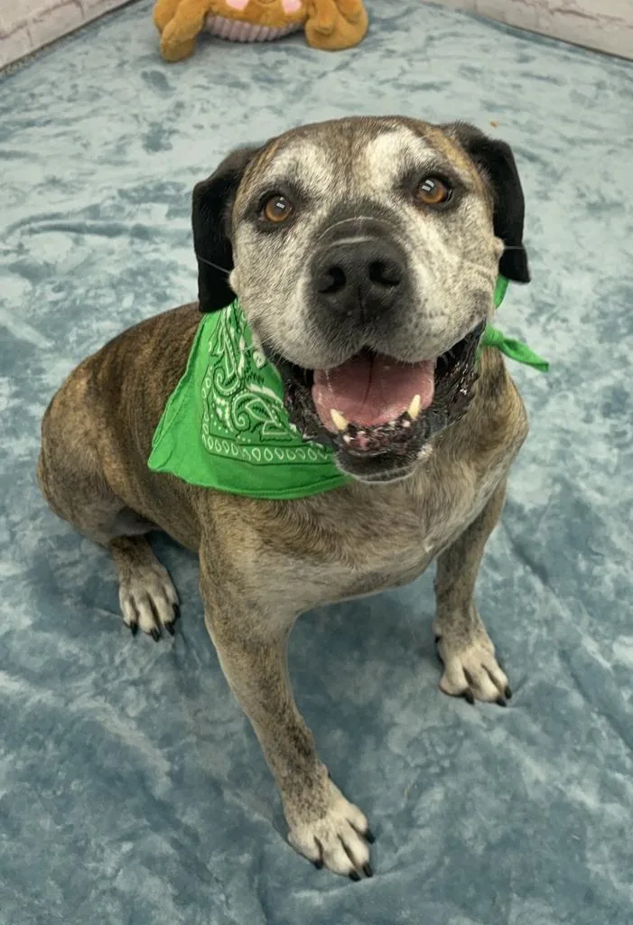 A senior medium-sized male Mastiff dog named Gus for adoption in Detroit, MI