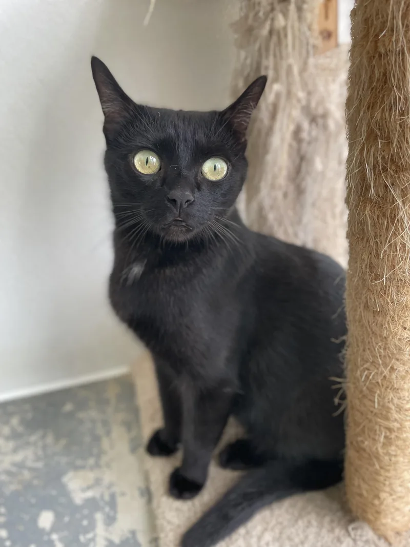 Morticia thumbnail 2