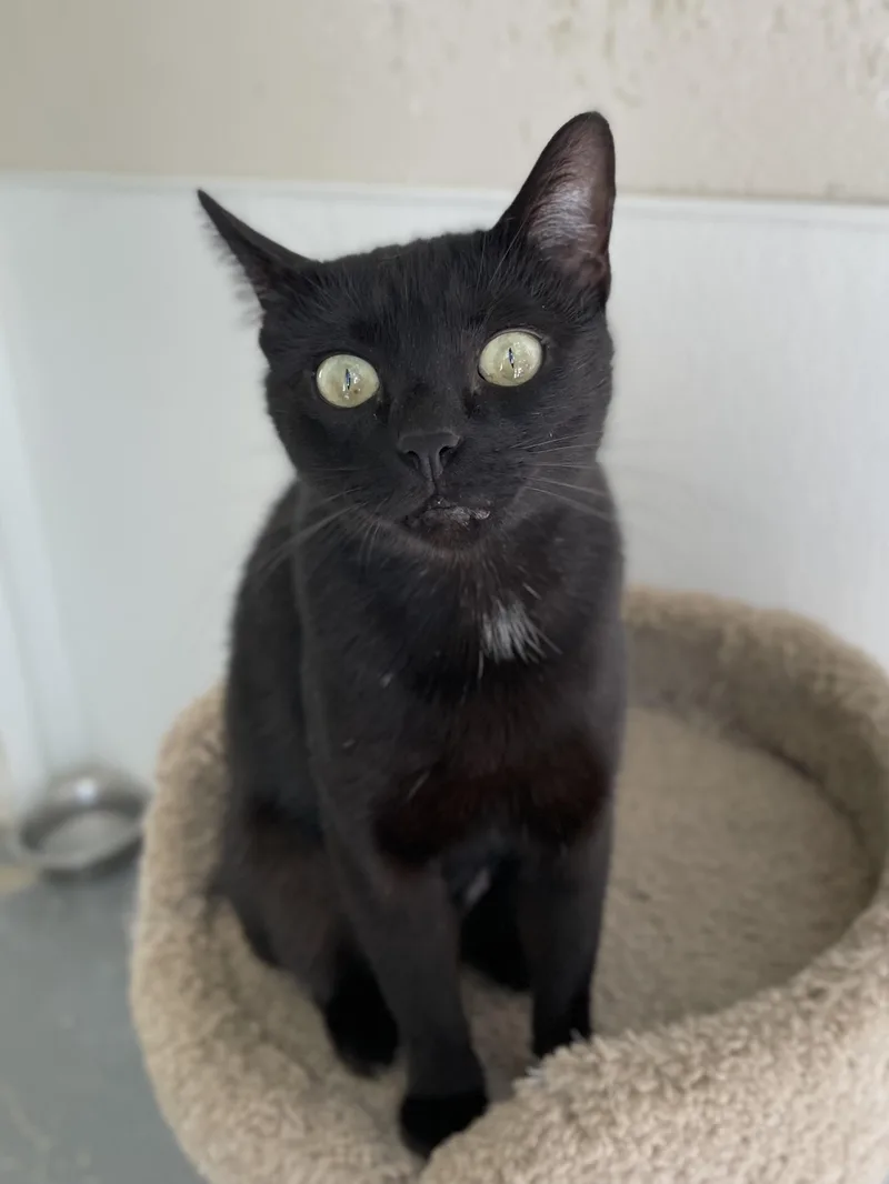 Morticia thumbnail 3