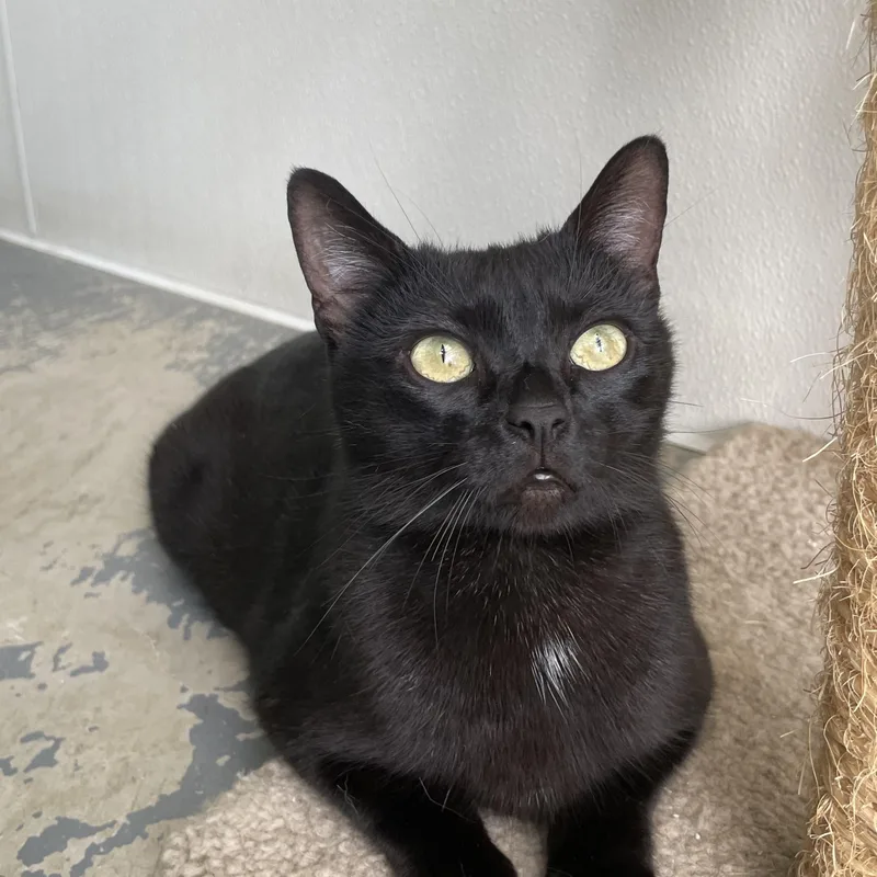 Morticia thumbnail 4