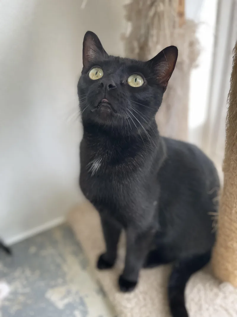 Morticia thumbnail 5