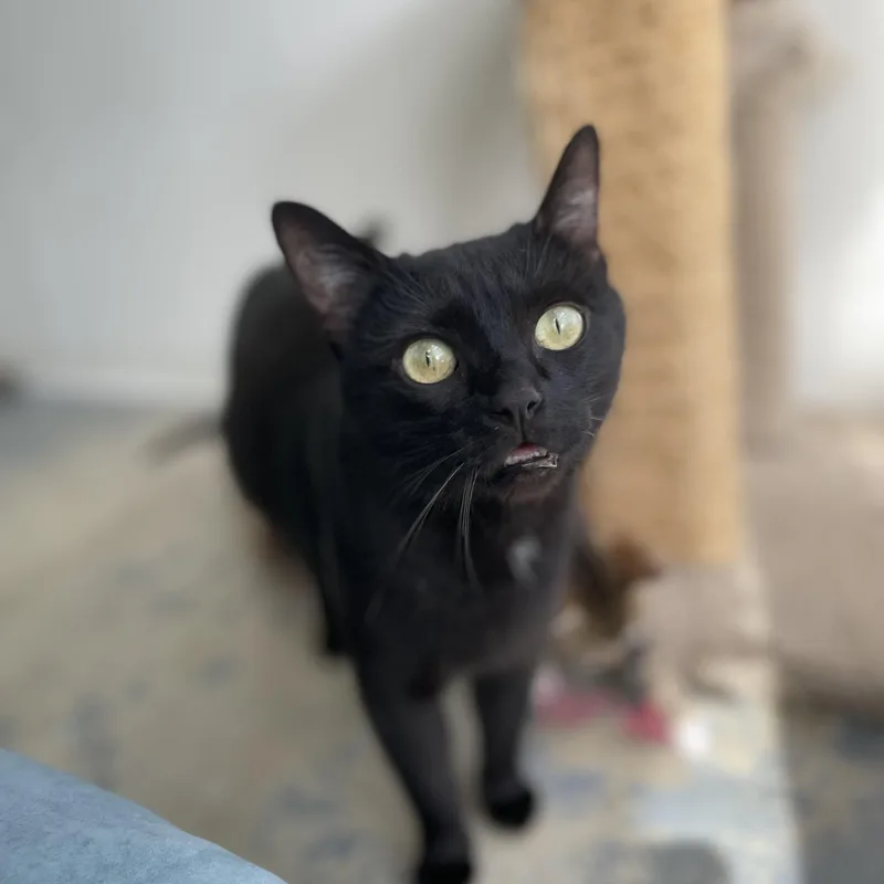 Morticia thumbnail 6