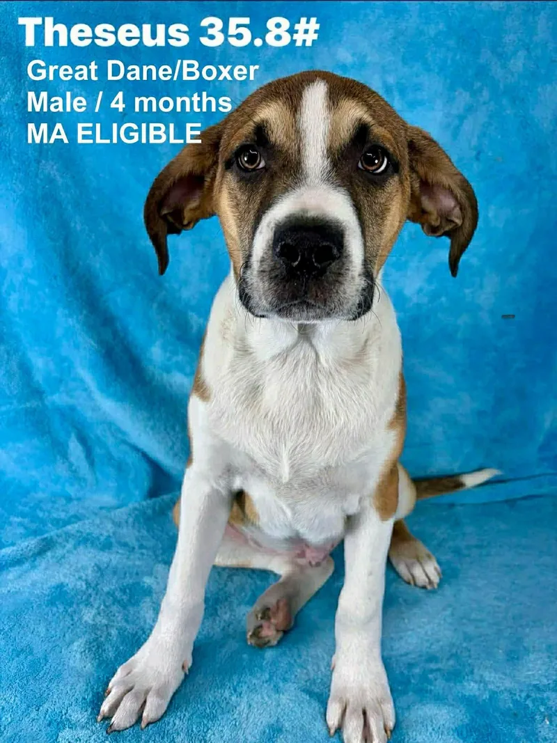 A young extra large-sized male Great Dane dog named Theseus for adoption in Pomfret Center, CT