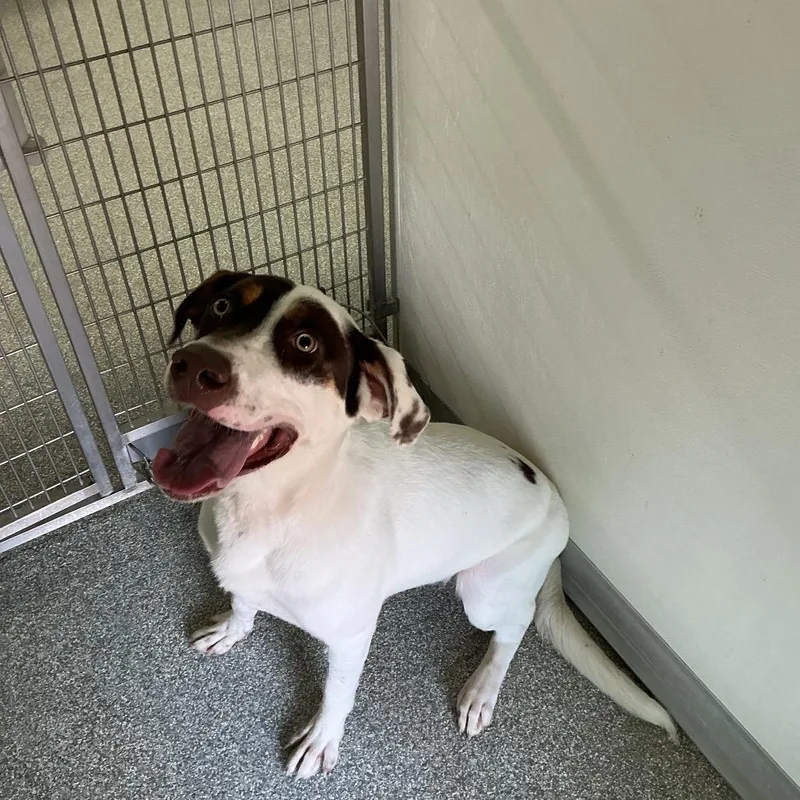 A young small-sized male White / Cream Labrador Retriever dog named Maverick for adoption in Elizabeth City, NC