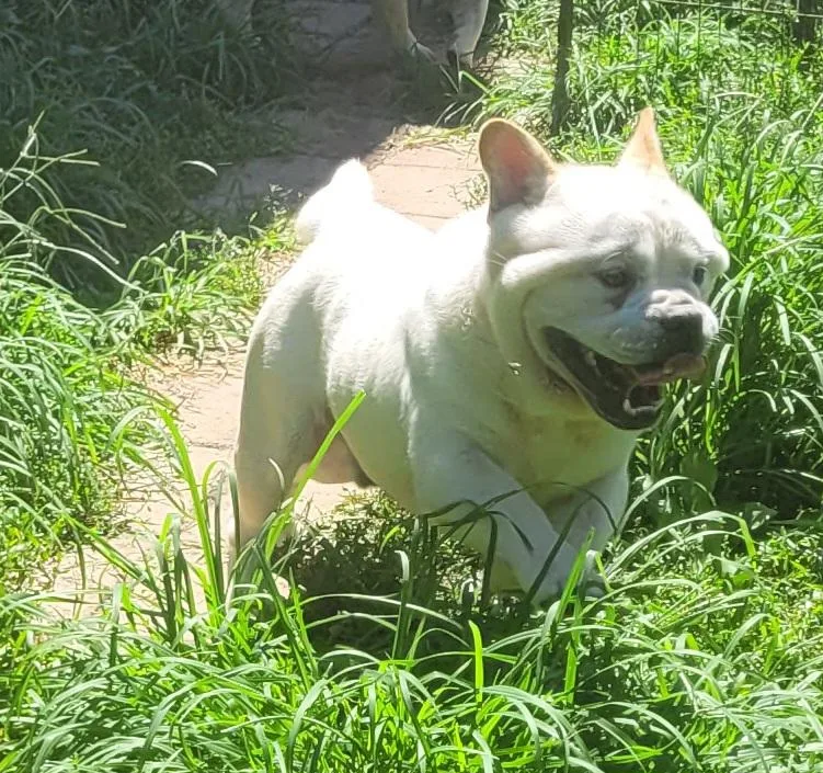 A young medium-sized female Apricot / Beige French Bulldog dog named Mochi for adoption in Catlettsburg, KY