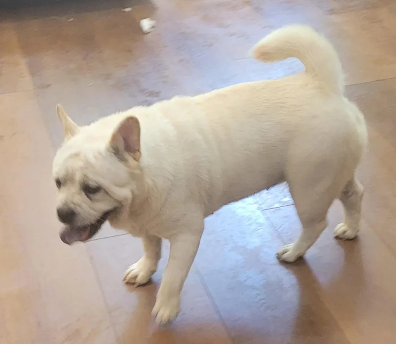 Mochi thumbnail 2