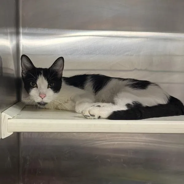 An adult small-sized female Domestic Short Hair cat named Pollyanna for adoption in Des Moines, IA