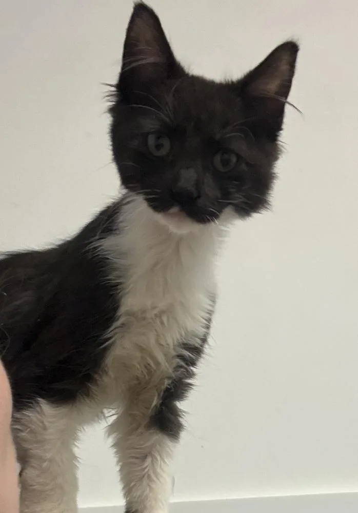 A baby small-sized female Black & White / Tuxedo Domestic Medium Hair cat named Sheilagroup for adoption in Telford, PA
