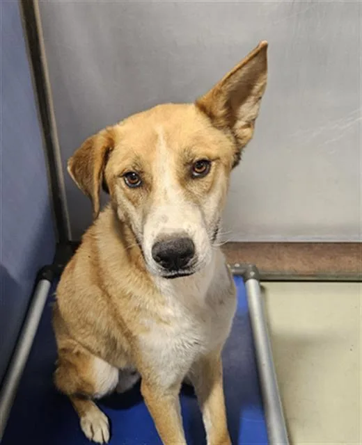 An adult medium-sized male Yellow / Tan / Blond / Fawn Carolina Dog dog named Vulcan URGENT for adoption in Thousand Oaks, CA