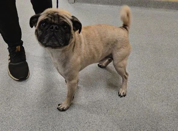 An adult small-sized male Pug dog named Rodney for adoption in Tustin, CA