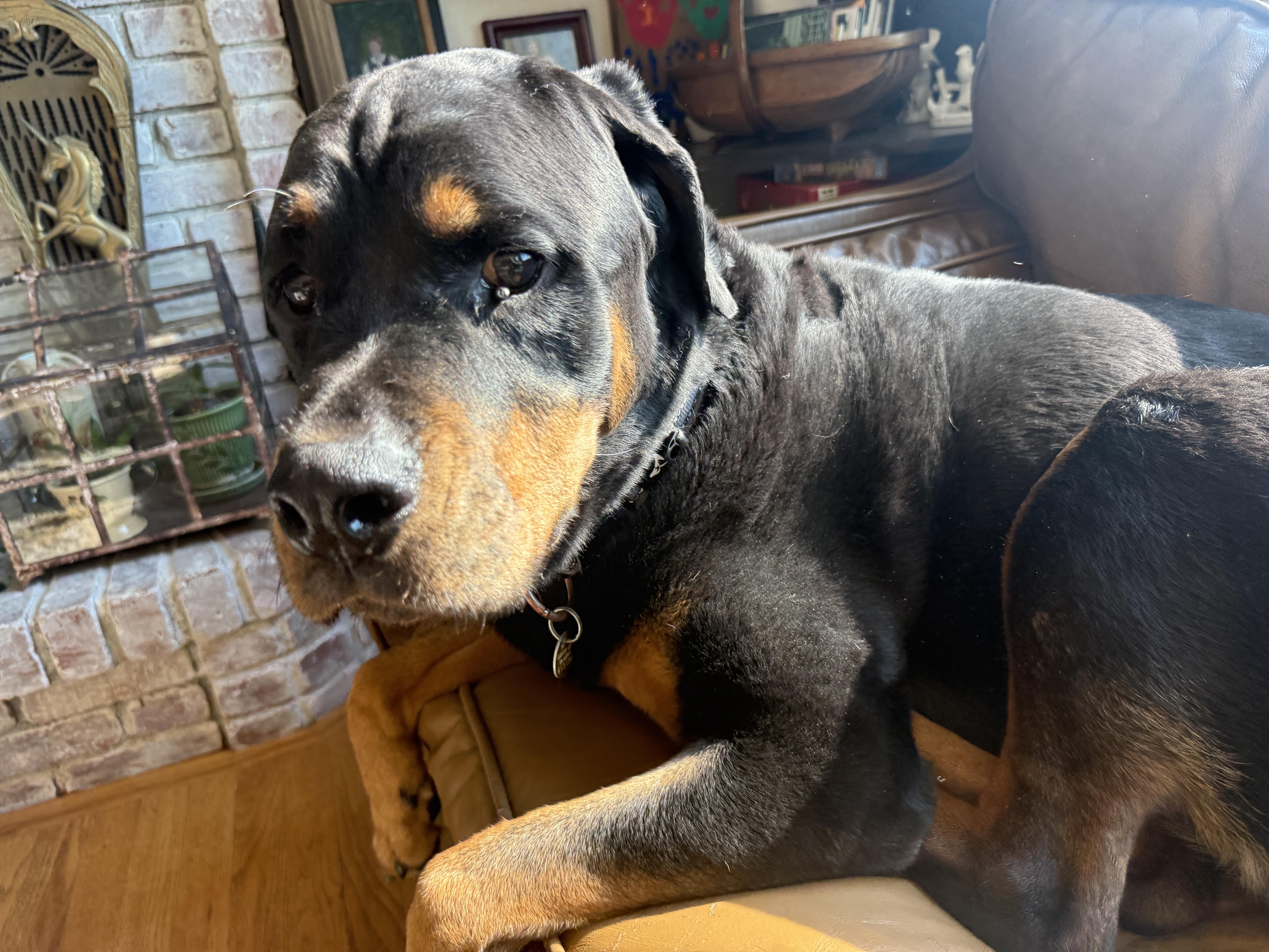 An adult medium-sized female Rottweiler dog named Nutmeg for adoption in Windsor, CO