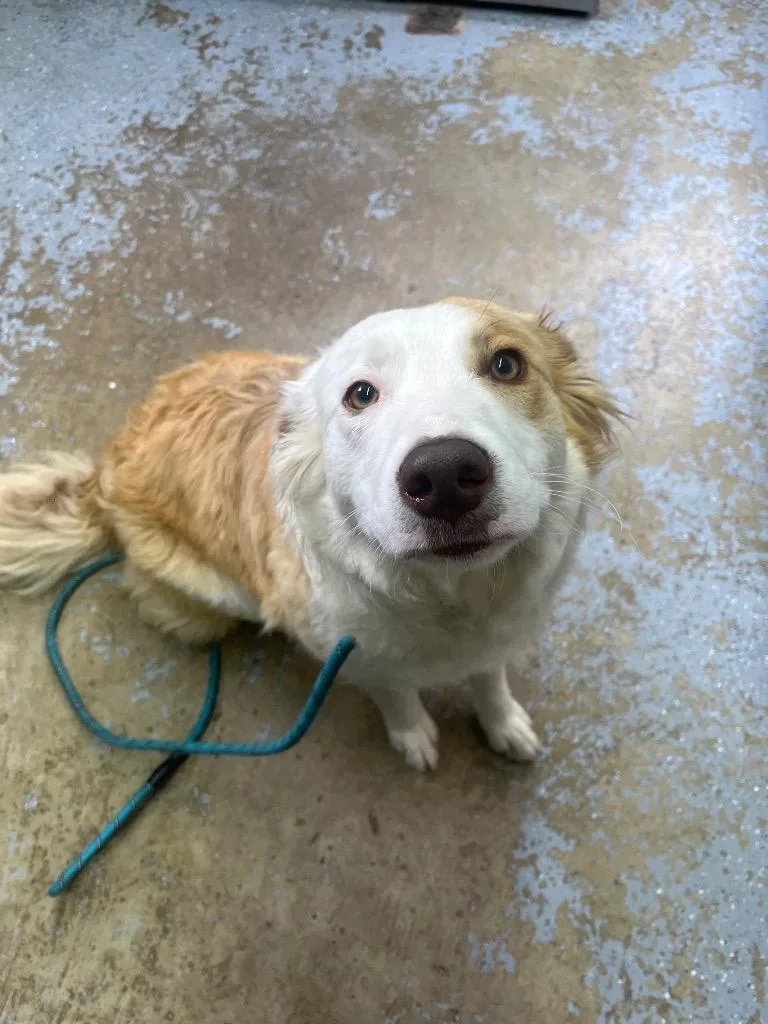 A young medium-sized female Australian Shepherd dog named Willow for adoption in Lagrange, IN