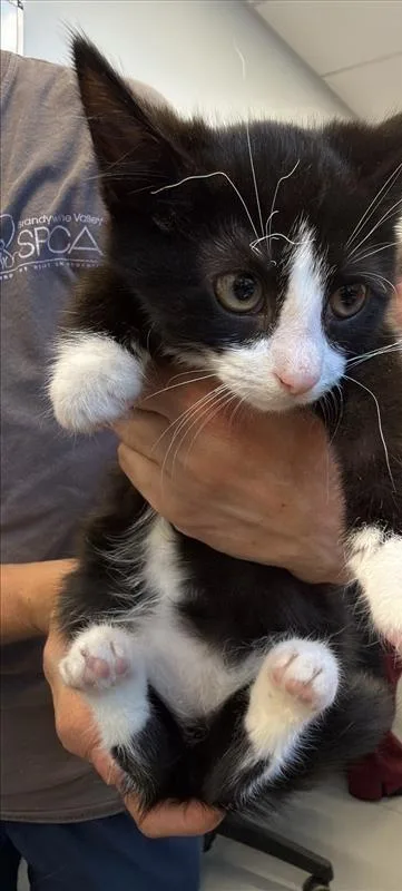 A baby small-sized female Domestic Short Hair cat named Pringles for adoption in West Chester, PA