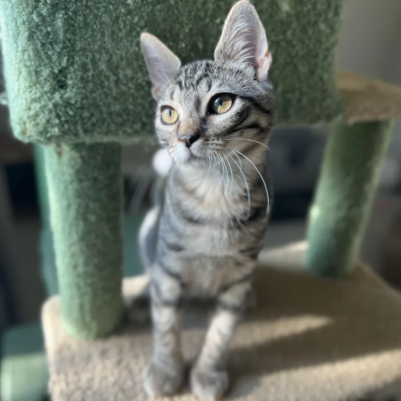 A baby medium-sized male Tabby (Brown / Chocolate) Domestic Short Hair cat named Frido for adoption in Liverpool, TX