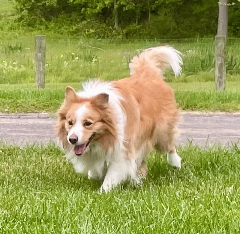 An adult medium-sized male Apricot / Beige Border Collie dog named Major for adoption in Seymour, IN