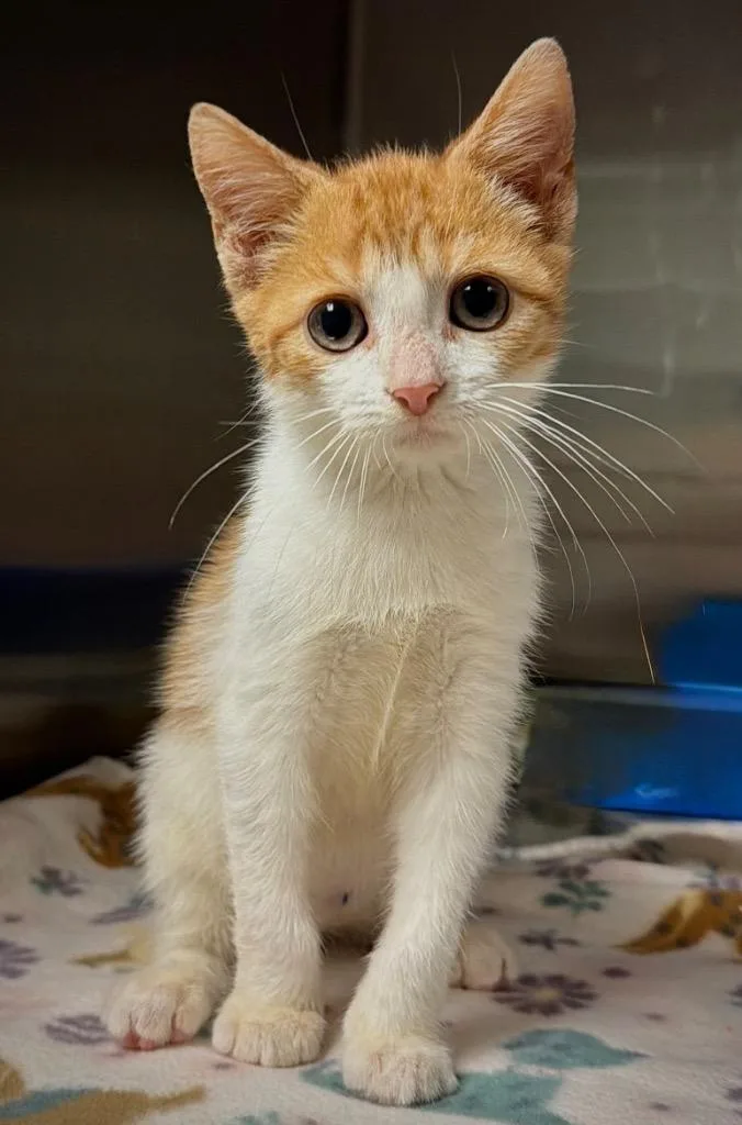 A baby small-sized male Domestic Short Hair cat named Krusty Krab for adoption in Ocala, FL