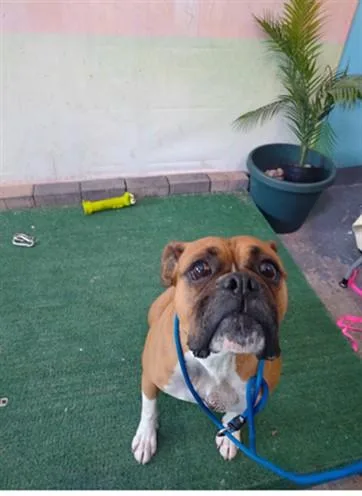 An adult medium-sized female Boxer dog named Carmen for adoption in Baldwin Park, CA
