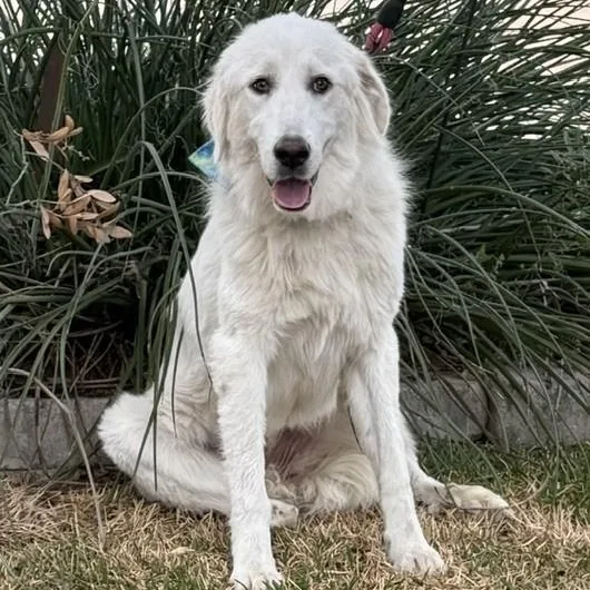 A young large-sized female White / Cream Great Pyrenees dog named Henrietta for adoption in Williston, VT