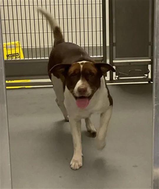A young medium-sized male Labrador Retriever dog named Timon for adoption in Ontario, CA