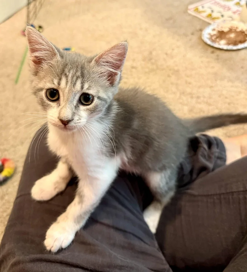 A baby medium-sized female Gray & White Domestic Short Hair cat named Katherine for adoption in Broomall, PA