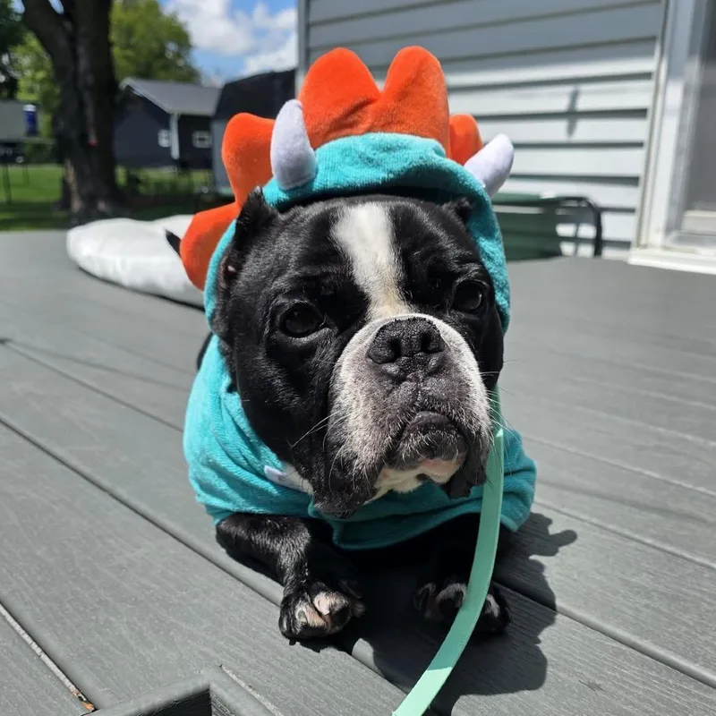 A senior medium-sized female Black English Bulldog dog named Pigtail for adoption in Rochester, MN