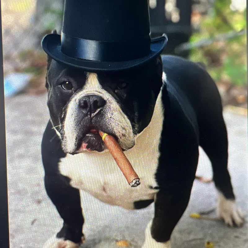 A young medium-sized male Black American Bully dog named Dizzy Aka Tony Soprano for adoption in Yonkers, NY