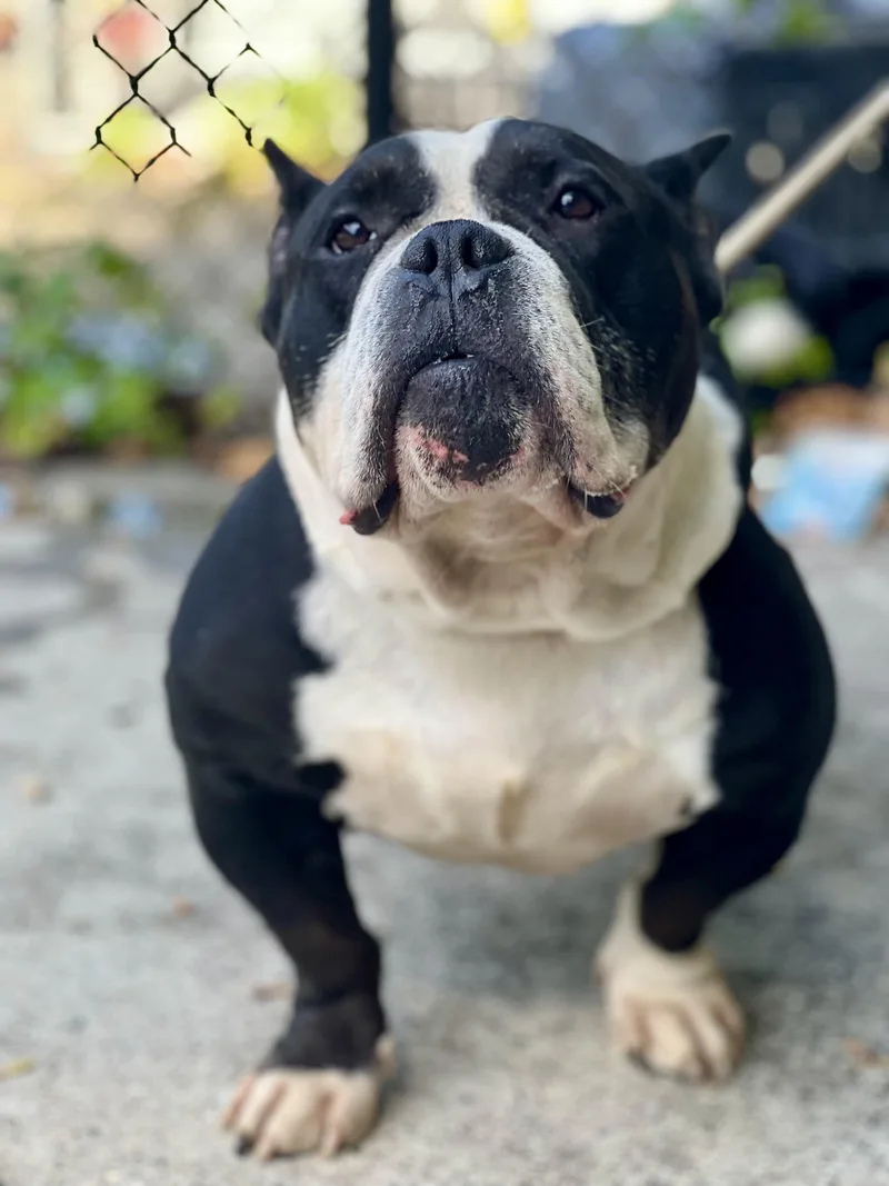 Dizzy Aka Tony Soprano thumbnail 2