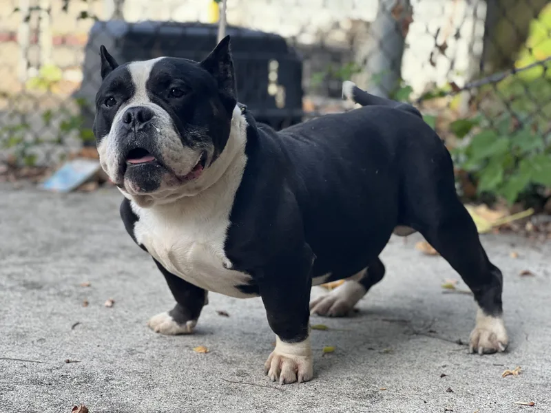 Dizzy Aka Tony Soprano thumbnail 3