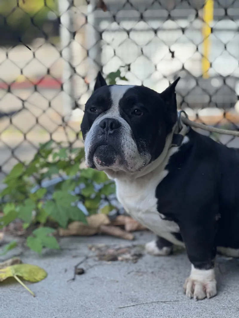 Dizzy Aka Tony Soprano thumbnail 4