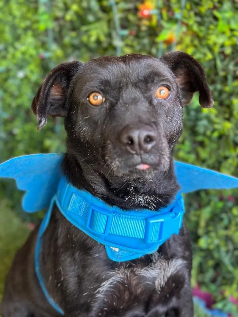 A young medium-sized male Black Labrador Retriever dog named Romerito for adoption in Carlsbad, CA