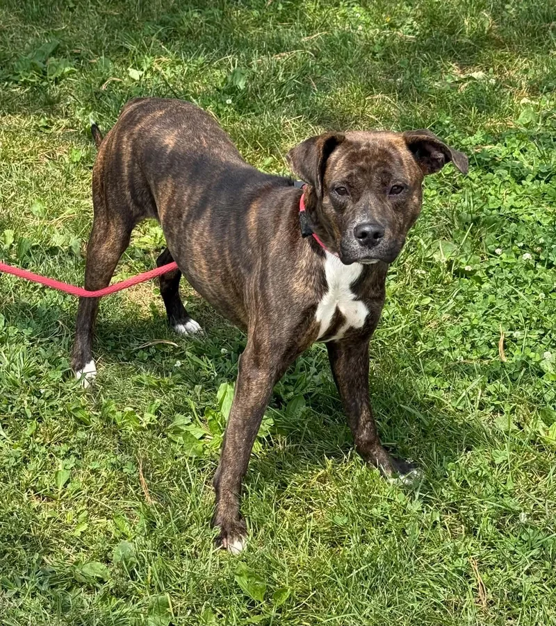 A young medium-sized female Brindle Pit Bull Terrier dog named Stormy for adoption in Springfield, IL