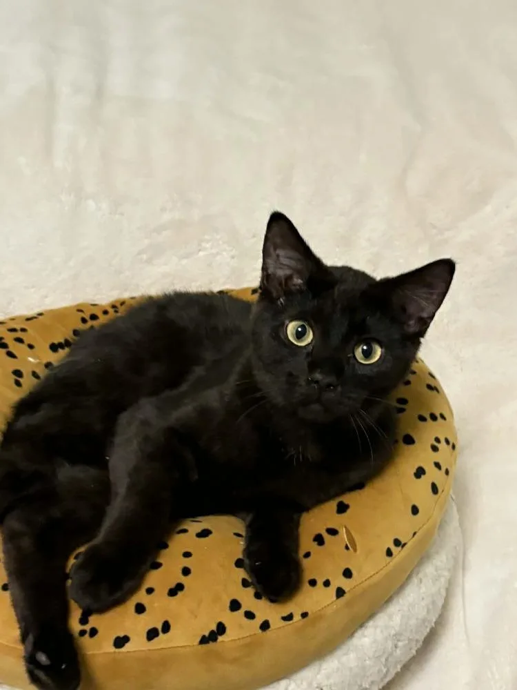 A baby small-sized male Black Domestic Short Hair cat named Jogger for adoption in Plymouth, MN