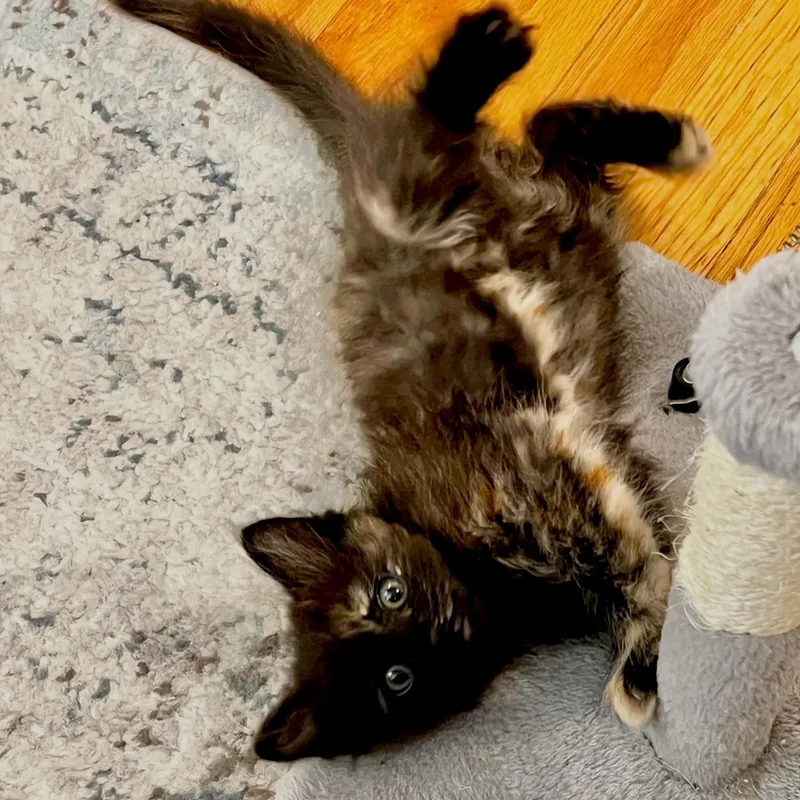 A baby small-sized female Tortoiseshell cat named Little Pumpkin for adoption in Antioch, CA